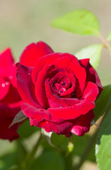 Gouttes d'eau sur rose rouge