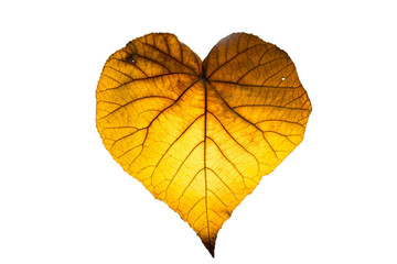 Leave dry but leaves roots.