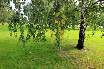 Fototapeta na wymiar birch grove in autumn