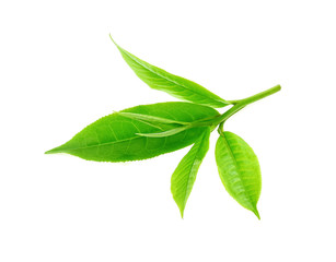 Fresh green tea leaf isolated on white background