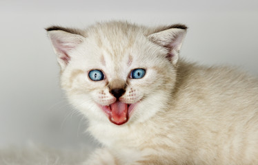 funny muzzle kitten that meows