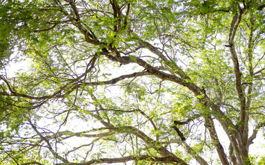 forest