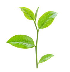 Fototapeta na wymiar tea leaf isolated on white background