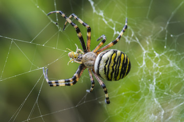 Wasp spider in web eating a froghopper, cornwall, uk
