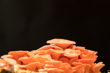 Pleurotus djamor mushrooms grow on substrate