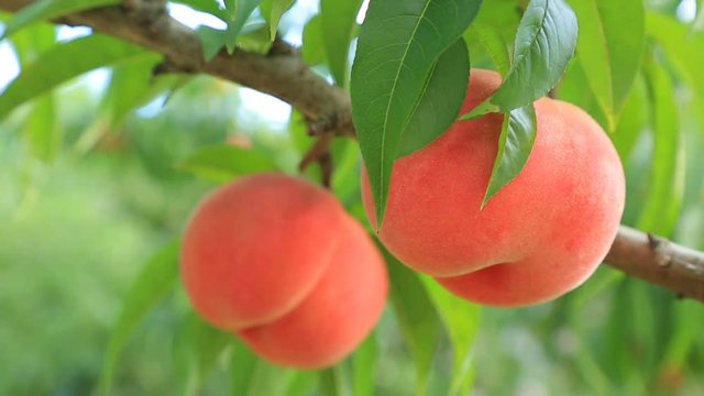 Hand picked ripe peach from peaches tree. 