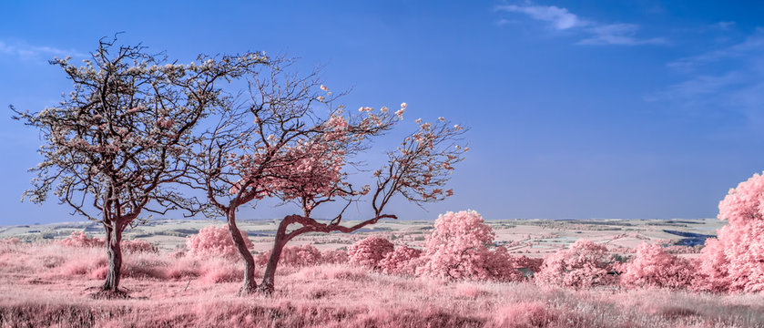 View from Hadrian's Wall (near Hexham) - Infrared photo