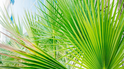 Palm leaves