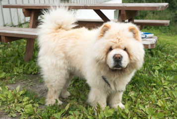 Chow chow dog standing