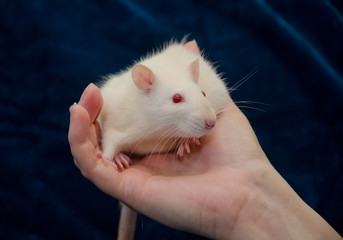 Cute white laboratory rat in a human hand