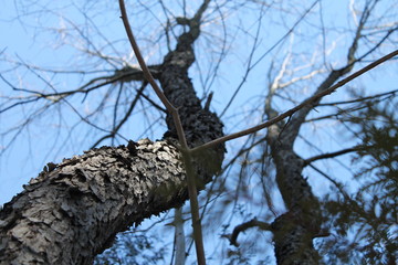 A warm spring day looking up the tree to the canopy. Next to Lovers Creek Barrie Ontario Canada