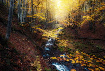 Small creek in autumn colors forest