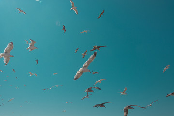 birds flying in the blue sky and sun