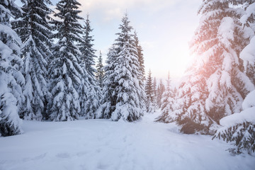 Winter mountain snowy forest