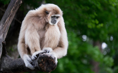 The gibbon waiting something