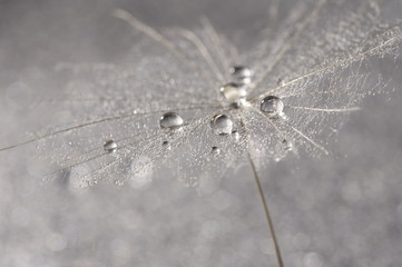 Dandelion close-up with silver drops of dew. Selective focus