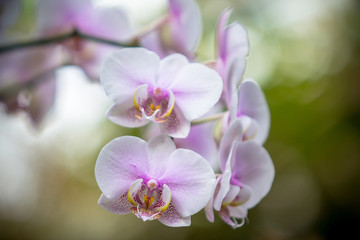 Fototapeta na wymiar Orchidea Phalaenopsis
