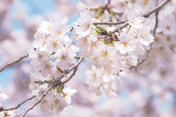 Fototapeta premium sakura, cherry blossom 