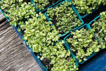 Diagonal composition of a crate of micro greens. 
