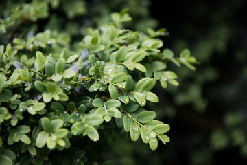 Close-up of boxwood branches and leaves, with raindrops.