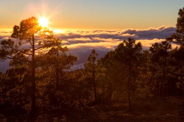 Sunset seen from the forest above clouds
