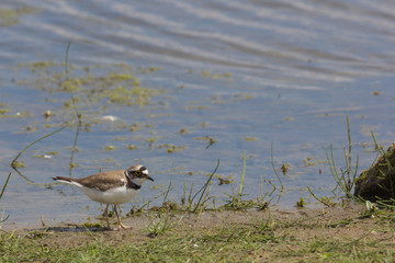 Regenpfeifer sitzt im Gras / am See