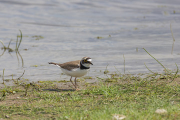 Regenpfeifer sitzt im Gras / am See