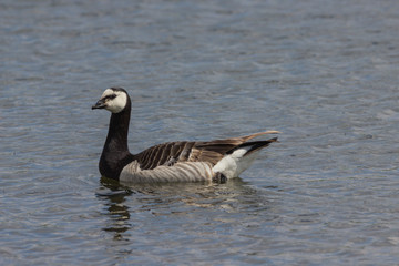 Weißwangengans, Nonnengans