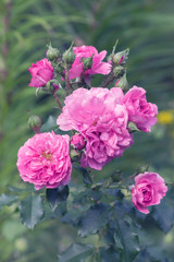 Bush rose. Delicate pink roses in the garden. Selective focus