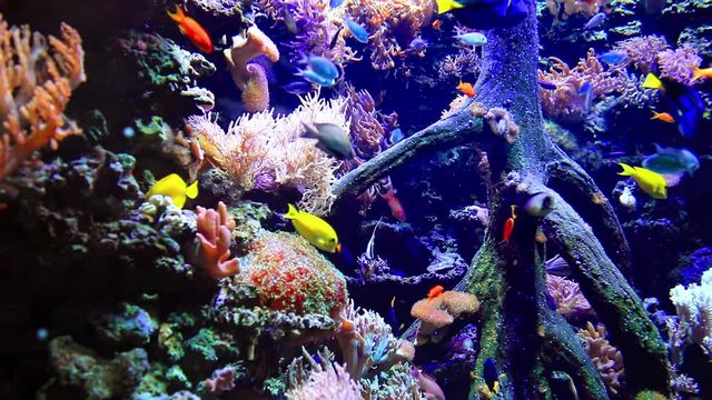 Colorful sea underwater wildlife in a sea aquarium 
