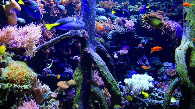 Colorful sea underwater wildlife in a sea aquarium 