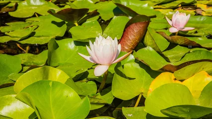 Photo sur Plexiglas Nénuphars water lily