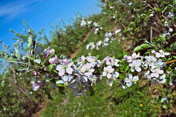 Fototapeta na wymiar Apples blooming flowers