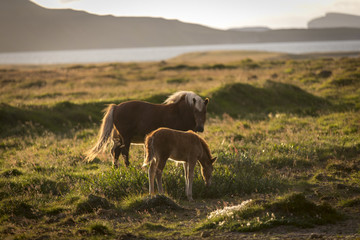 Obraz na płótnie Canvas two Icelandic horses in sunset, iceland