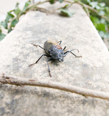Coléoptère noir