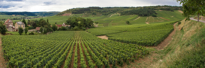 Fototapeta na wymiar vineyard of the Cote de Beaune, in Burgundy