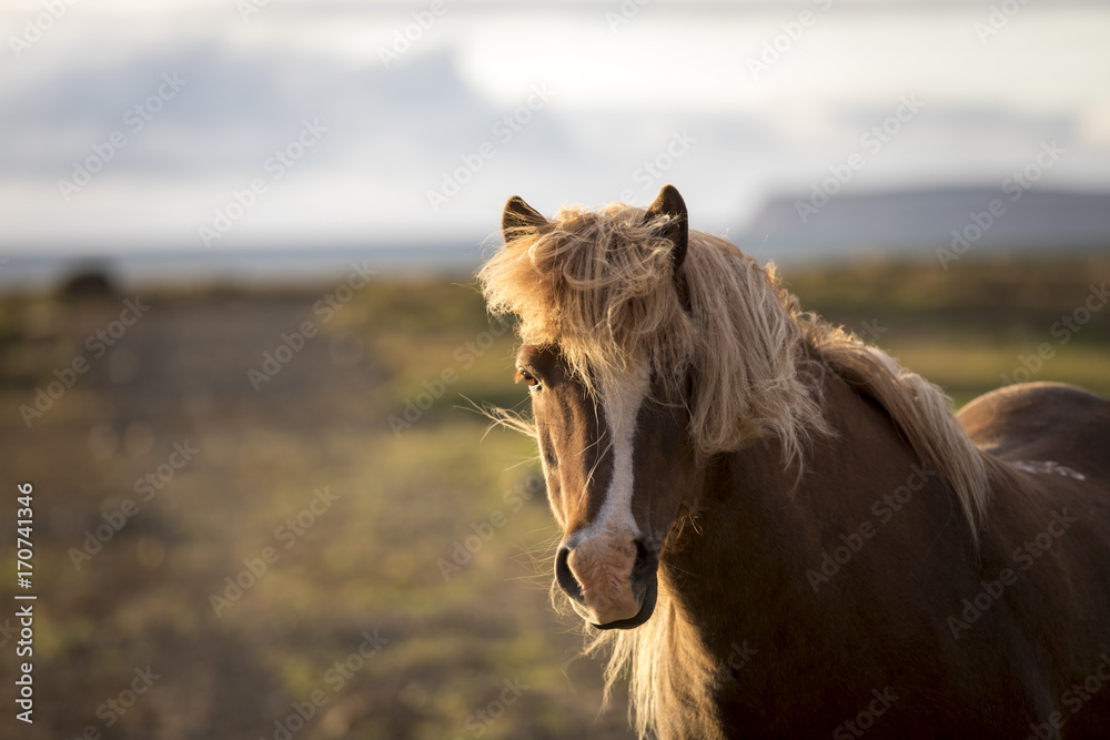 Wall mural portrait icelandic horse in sunset, iceland