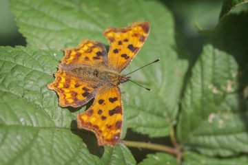 C-Falter - Polygonia c-album in einer Makroaufnahme