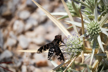 Fliege auf Diestel