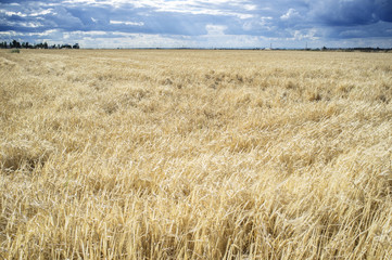 Wheat crops field with cloudy windy sky