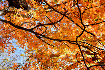 Autumn in Lake Chuzenji, Nikko, Japan
