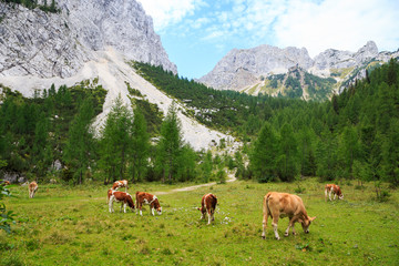 Fototapeta na wymiar Kühe auf einer Alm in den Alpen. Slowenien, Julische Alpen, Krma, Malo Polje. 25.08.2017.