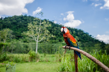 Scarlet macaw outdoors nature background resting on a stick