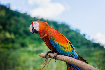 Scarlet macaw outdoors nature background resting on a stick