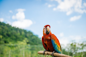 Scarlet macaw outdoors nature background resting on a stick