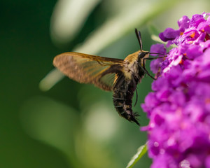 Hummingbird moth on butterfly plant flower