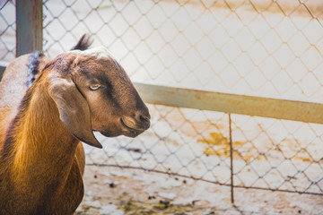 brown goat