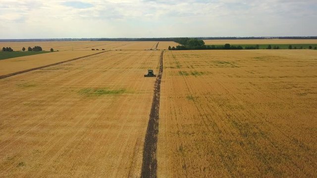Aerial view: Flying above combine harvester. Agriculture landscape. Gathering a ripe crop from the wheat fields