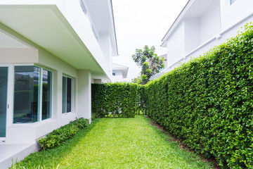 Backyard with tree fence, white house and clear glass, empty space.