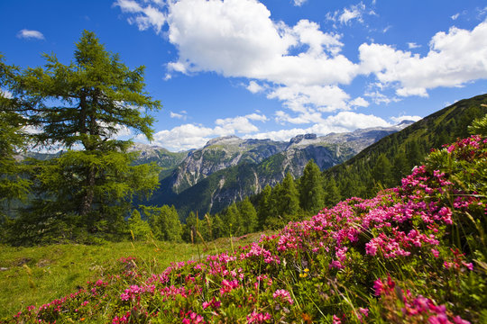 Es bl&uuml;ht der Almrausch